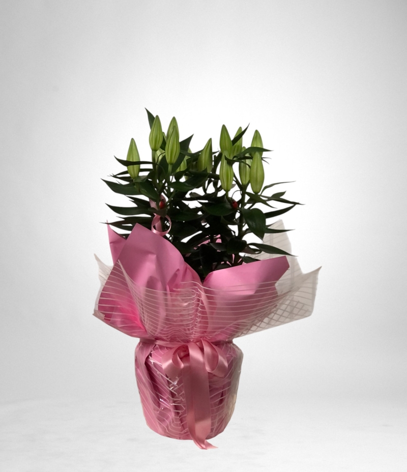 Lilyum Saksı Çiçeği Büyük boy (İthal )