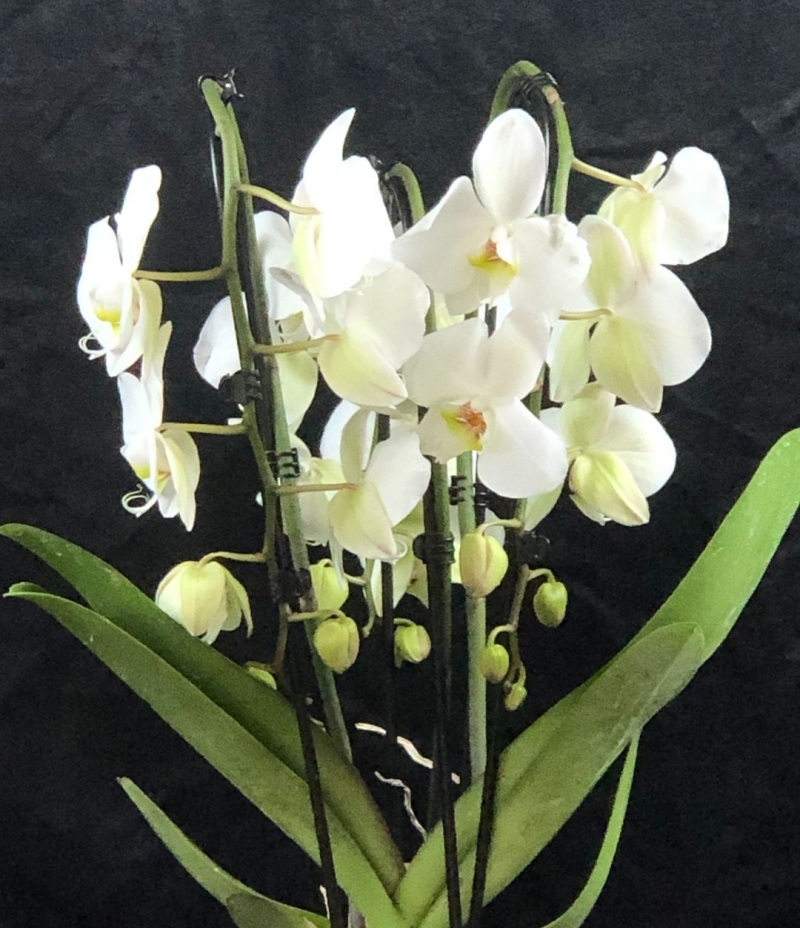 Beyaz Orkide (Kafes Modelli 3 Dallı İthal Orkide )