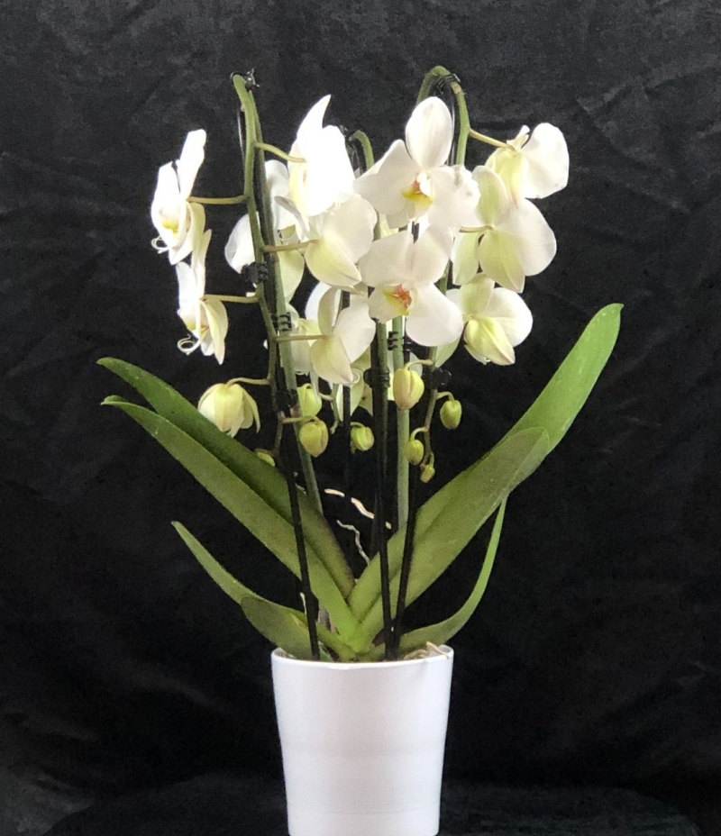 Beyaz Orkide (Kafes Modelli 3 Dallı İthal Orkide )