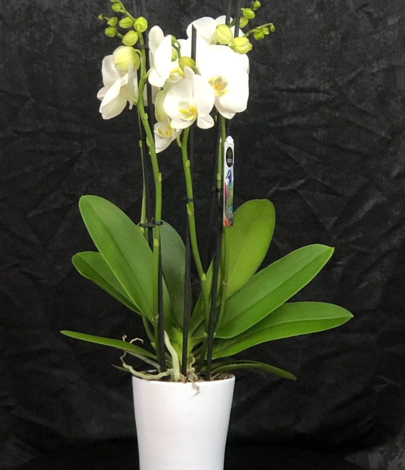 Beyaz Orkide (5 Dallı ithal Seramik Saksıda )
