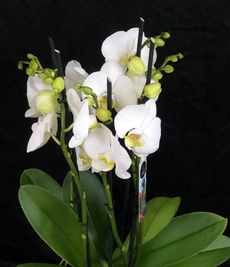 Beyaz Orkide (5 Dallı ithal Seramik Saksıda )