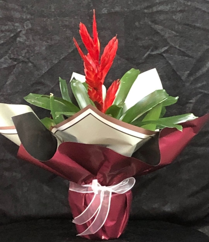 Vrezya Saksı Çiçeği (Alev Kılıcı Çiçeği İthal )