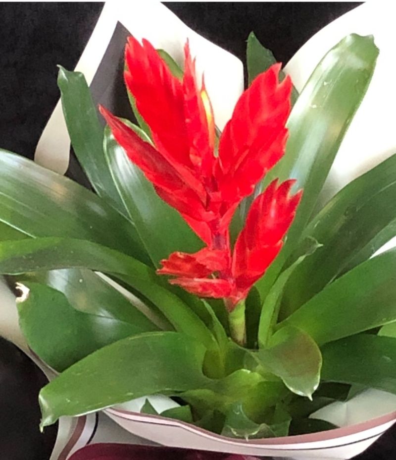 Vrezya Saksı Çiçeği (Alev Kılıcı Çiçeği İthal )