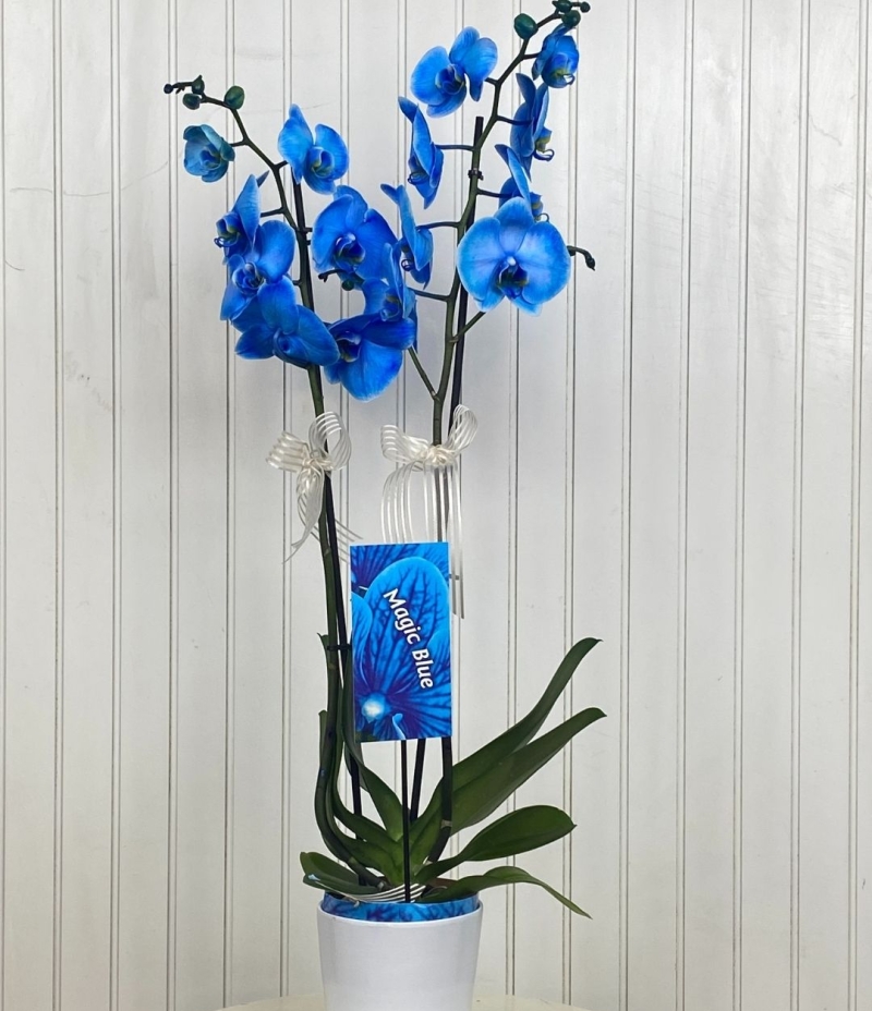 Mavi Orkide Tutkusu ( Beyaz Seramik saksıda)