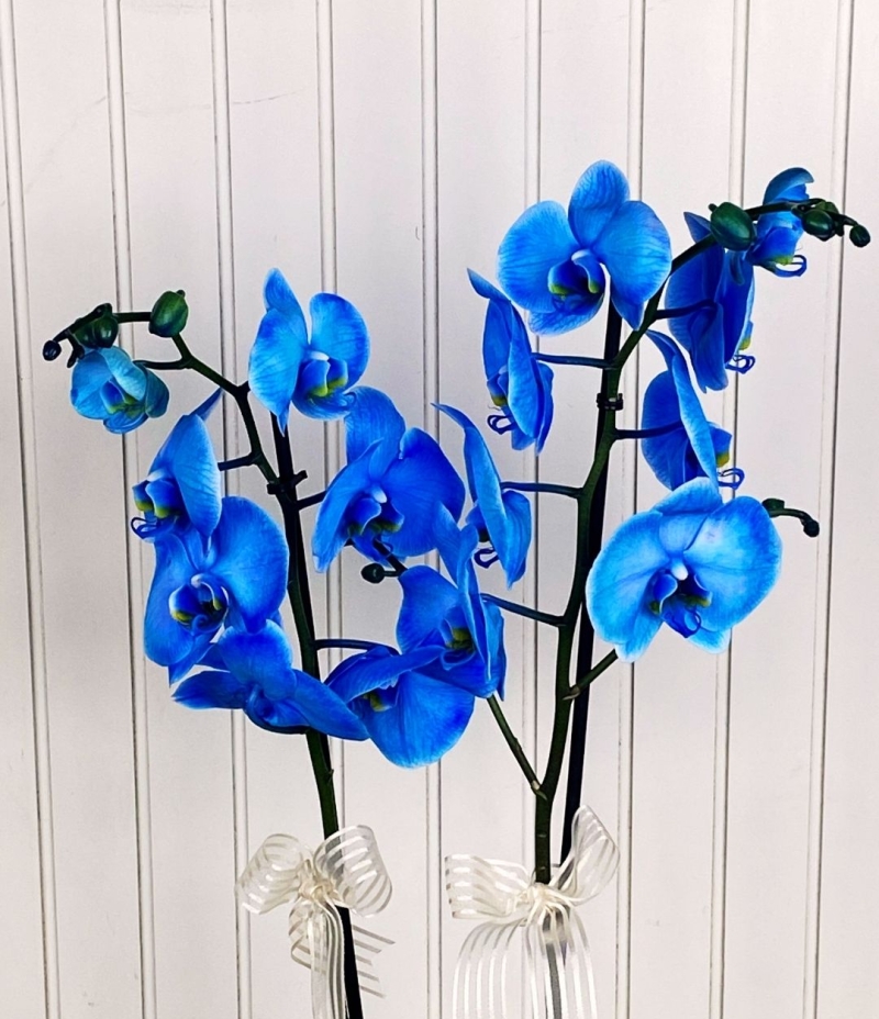 Mavi Orkide Tutkusu ( Beyaz Seramik saksıda)