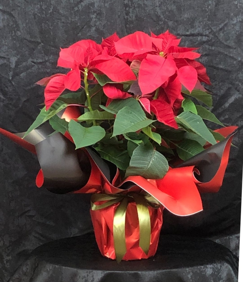 Atatürk Saksı Çiçeği 