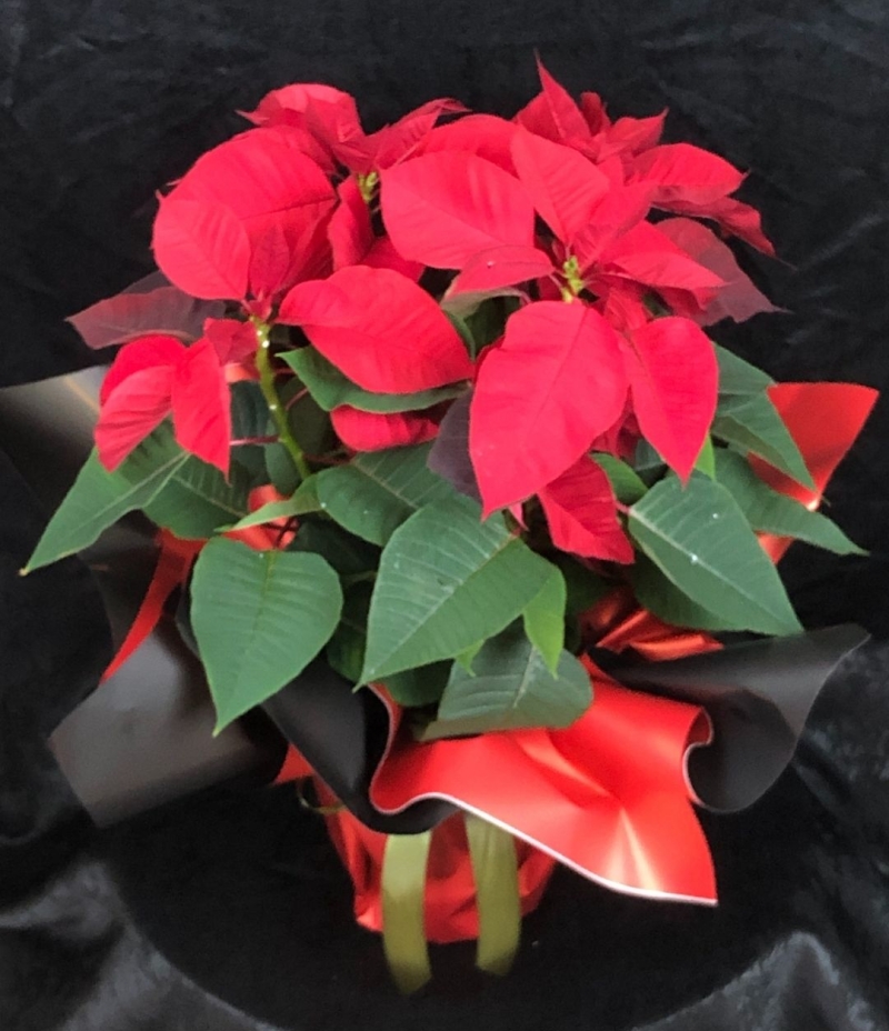 Atatürk Saksı Çiçeği 