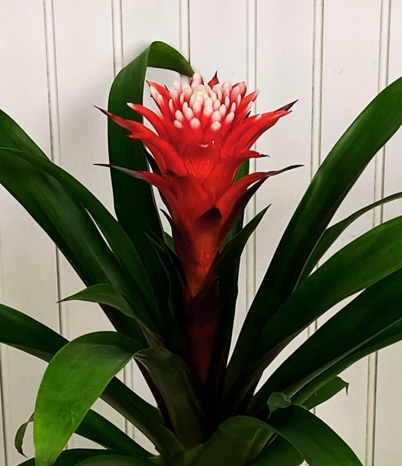 Guzmanya Saksı Çiçeği (İthal )