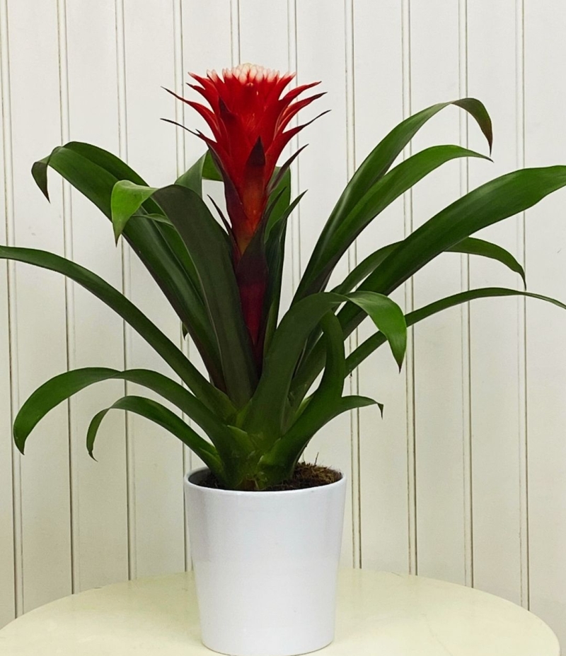 Guzmanya Saksı Çiçeği (İthal )