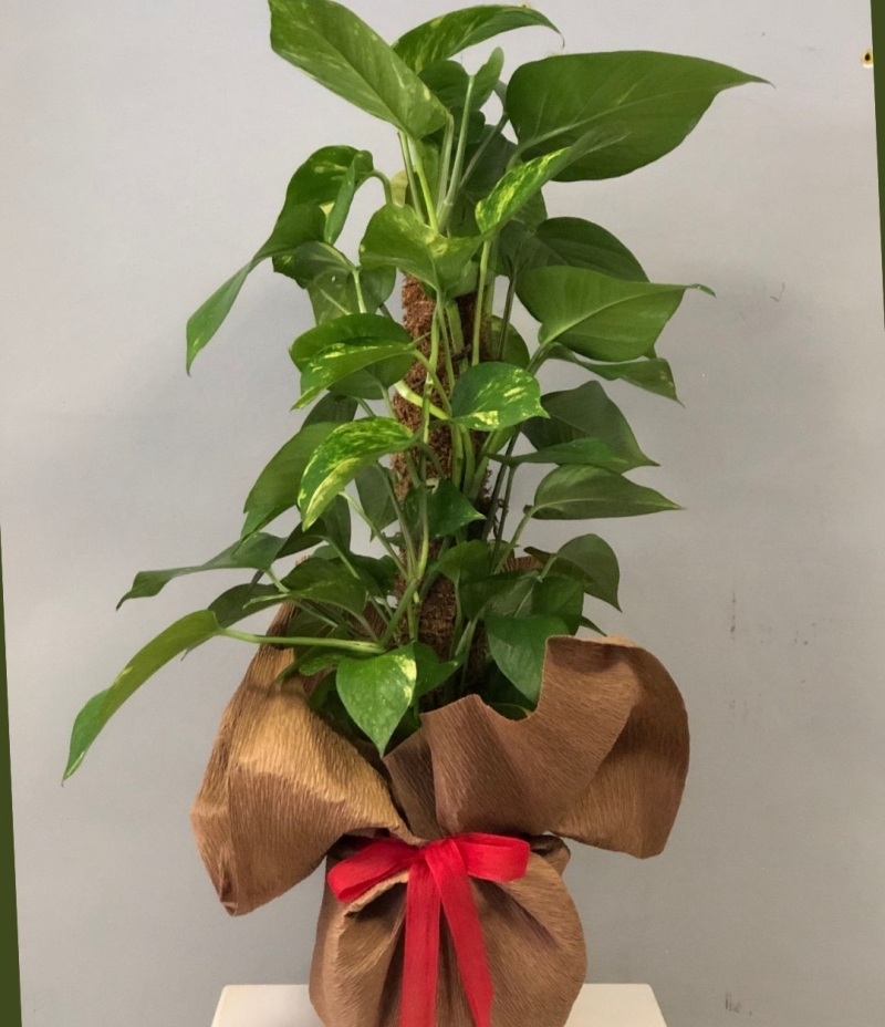  Epipremnum Saksı Çiçeği (İthal 60 cm.)