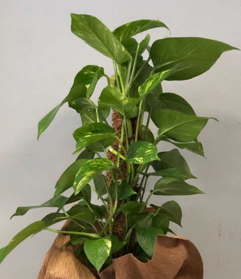  Epipremnum Saksı Çiçeği (İthal 60 cm.)